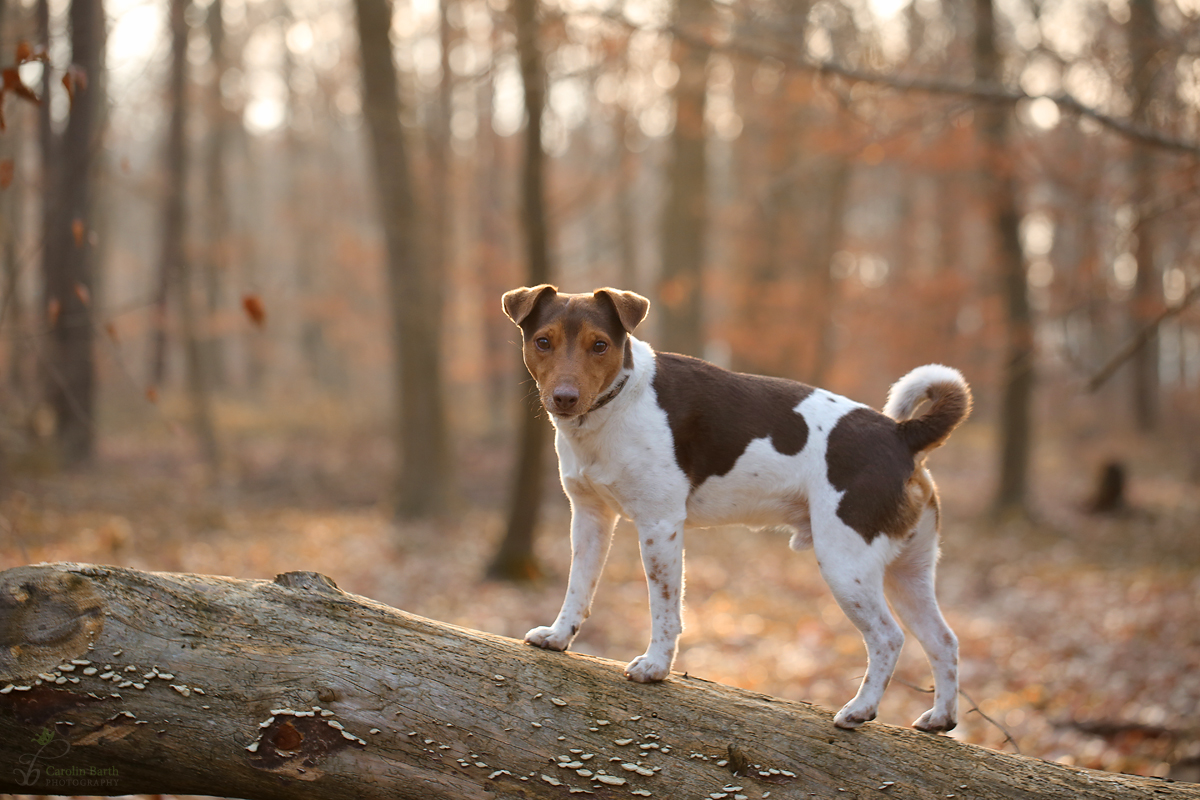 Max im Wald