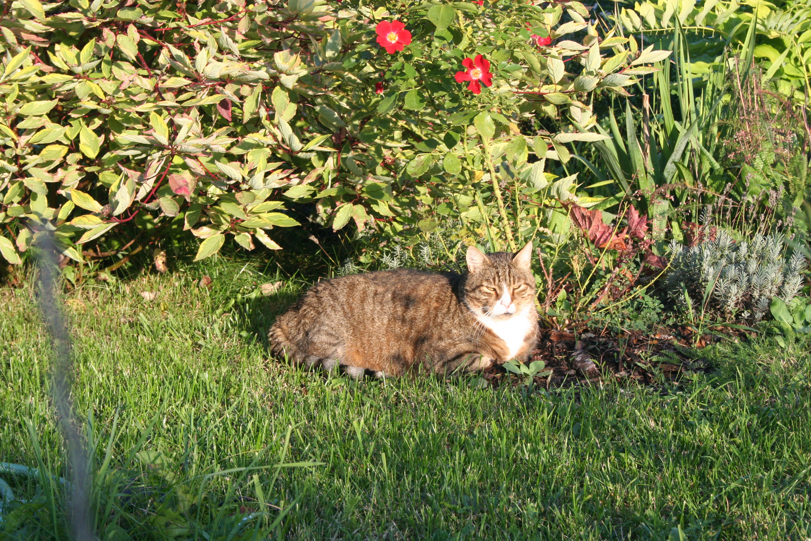 Max in der Sonne