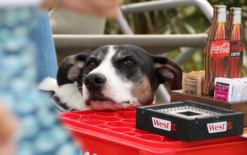 Max in der Strandbar