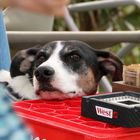 Max in der Strandbar