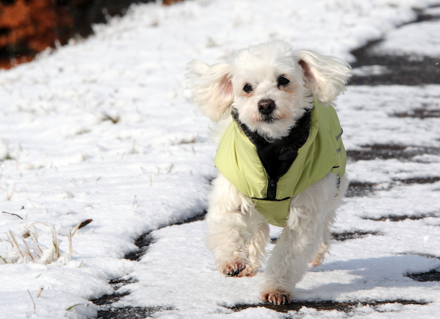 Max in vollem Lauf