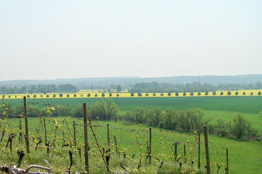 Max-Klinger-Weinberg bei Naumburg