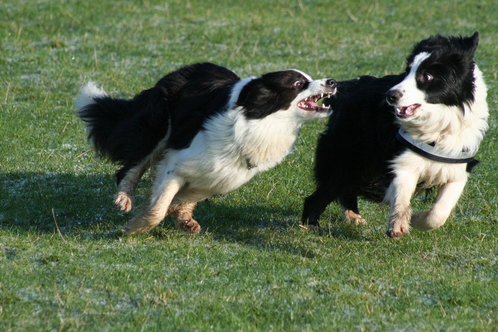 Max und Arielle oder Black & White spielen.