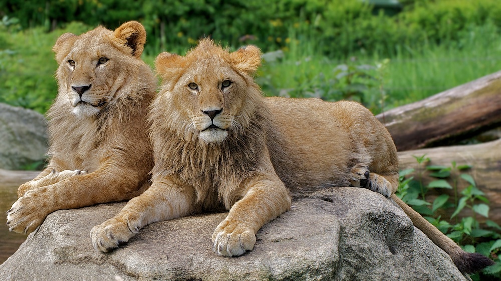 Max und Benny Tierpark Hellabrunn in München