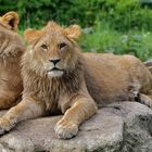 Max und Benny Tierpark Hellabrunn in München