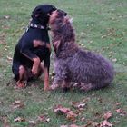 Max und Bessy 2