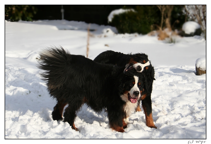 Max und Dusty im Schnee