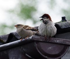 Max und Ehefrau