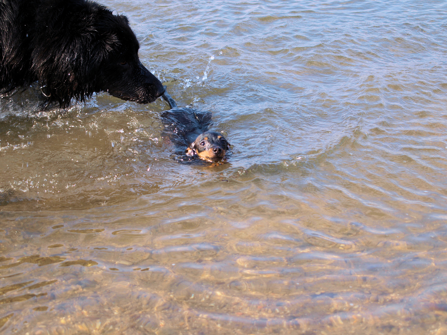 Max und Kuko beim Schwimmen.