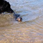 Max und Kuko beim Schwimmen.