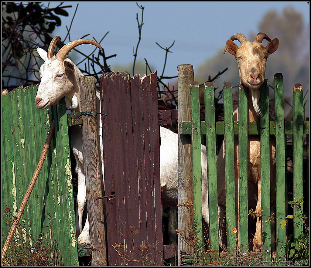 Max und Moritz