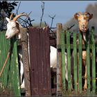 Max und Moritz