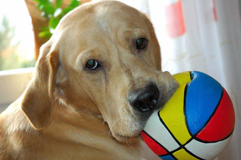 Max und sein Ball