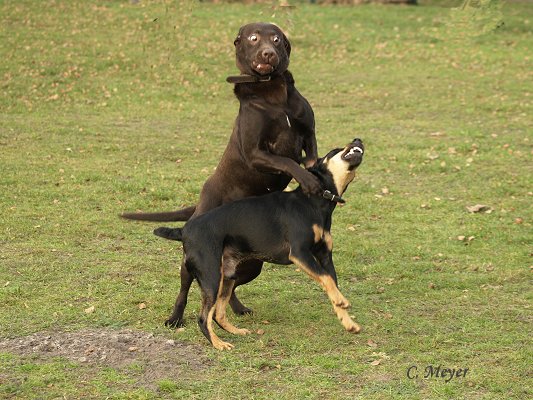 Max und Tanu noch mal