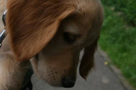 Max unser Golden Retriever