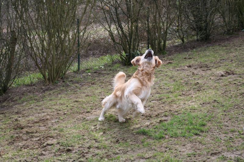 max wartet auf den ball :)