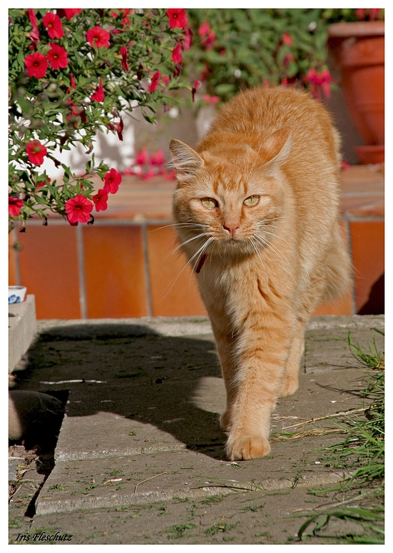 Maxi auf dem catwalk