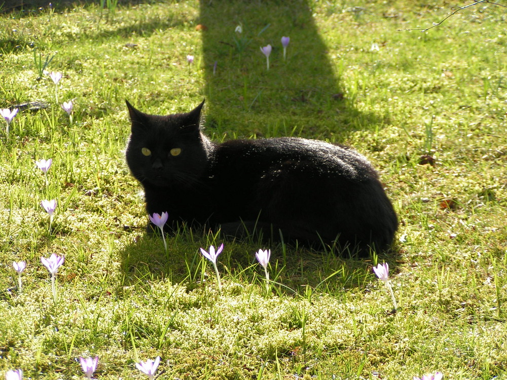 Maxi auf der Krokuswiese