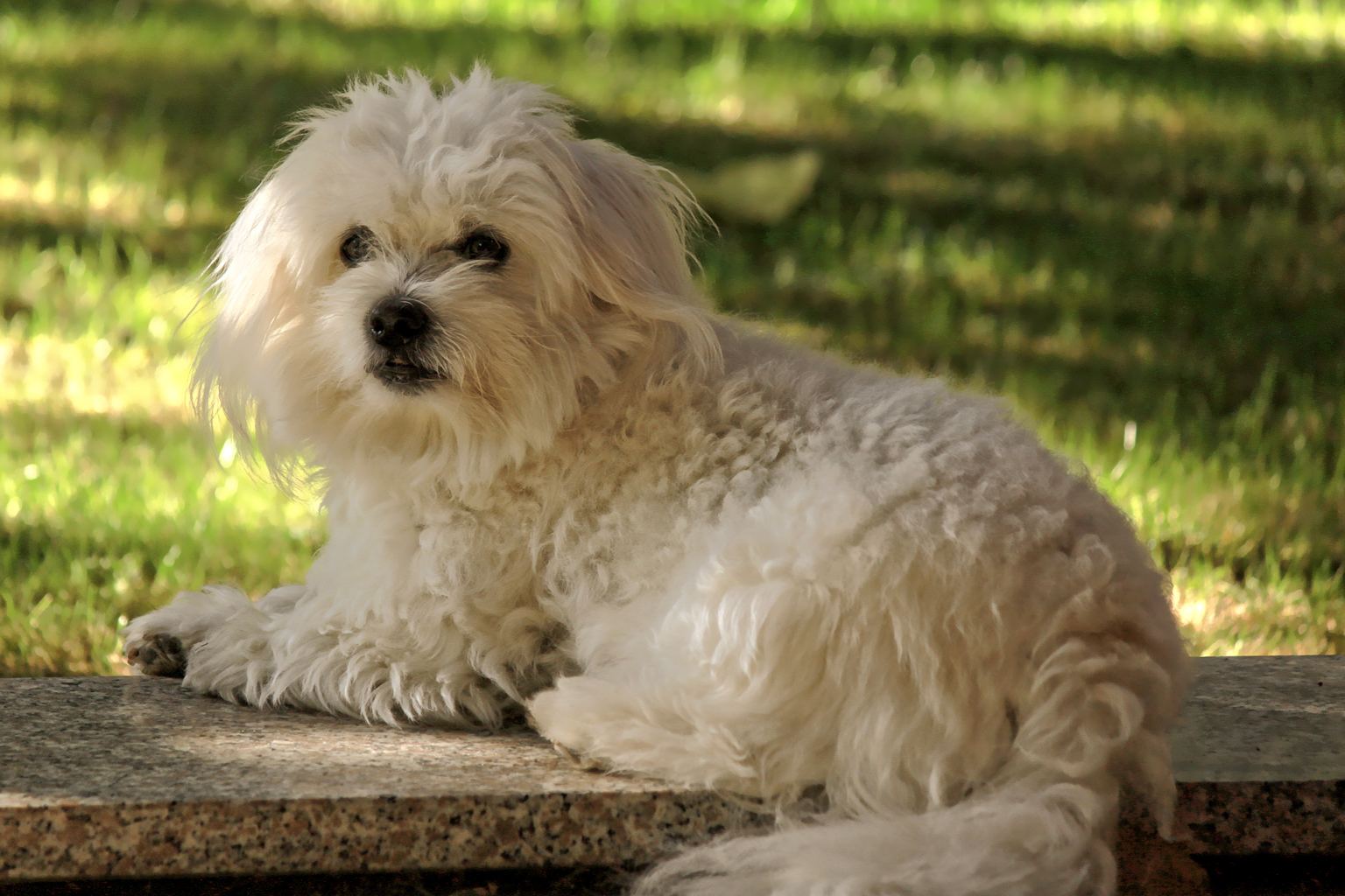 Maxi -Coton de Tulear