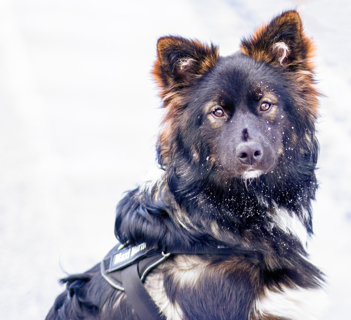 Maxi hat im Schnee gespielt 