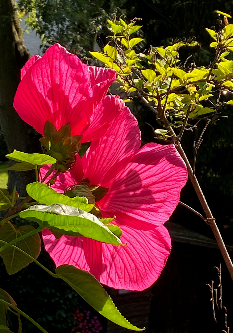 Maxi-Hibiskus ganz nah am verblühten Mini-Flieder  ;-))