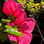 Maxi-Hibiskus ganz nah am verblühten Mini-Flieder  ;-))