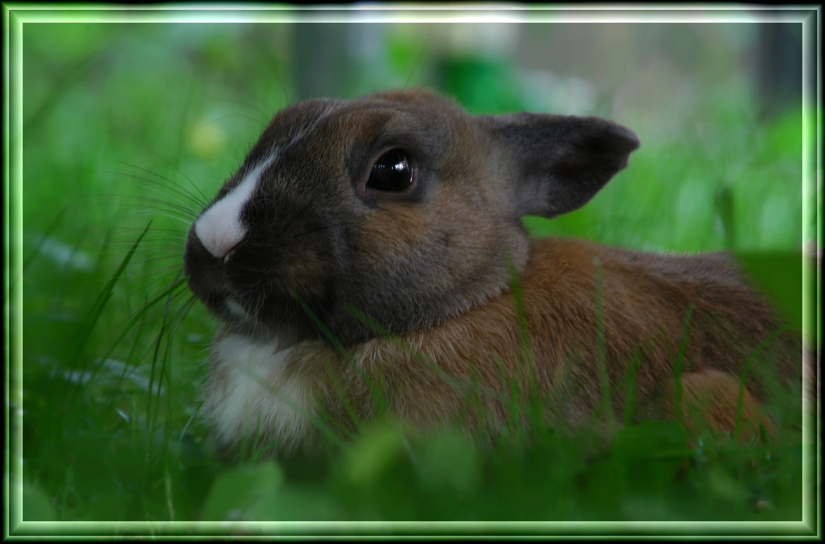 Maxi im Gras