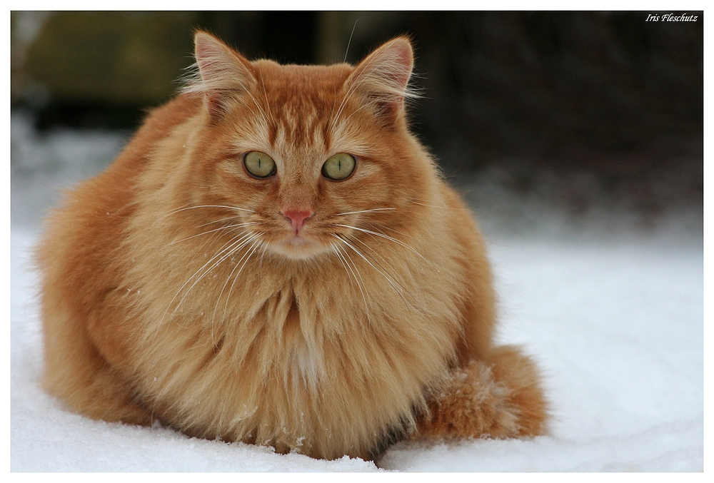 Maxi im Schnee