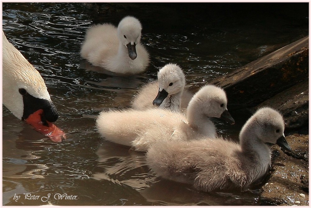 Maxi, Murxi, Mixi und Muxi