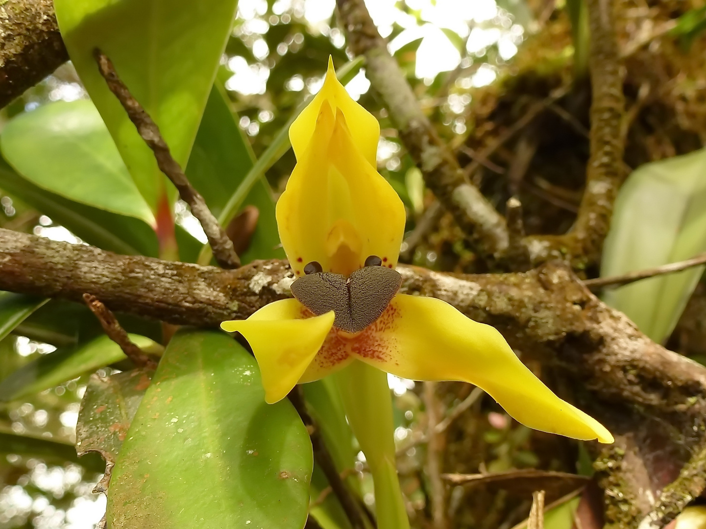 Maxillaria cucullata