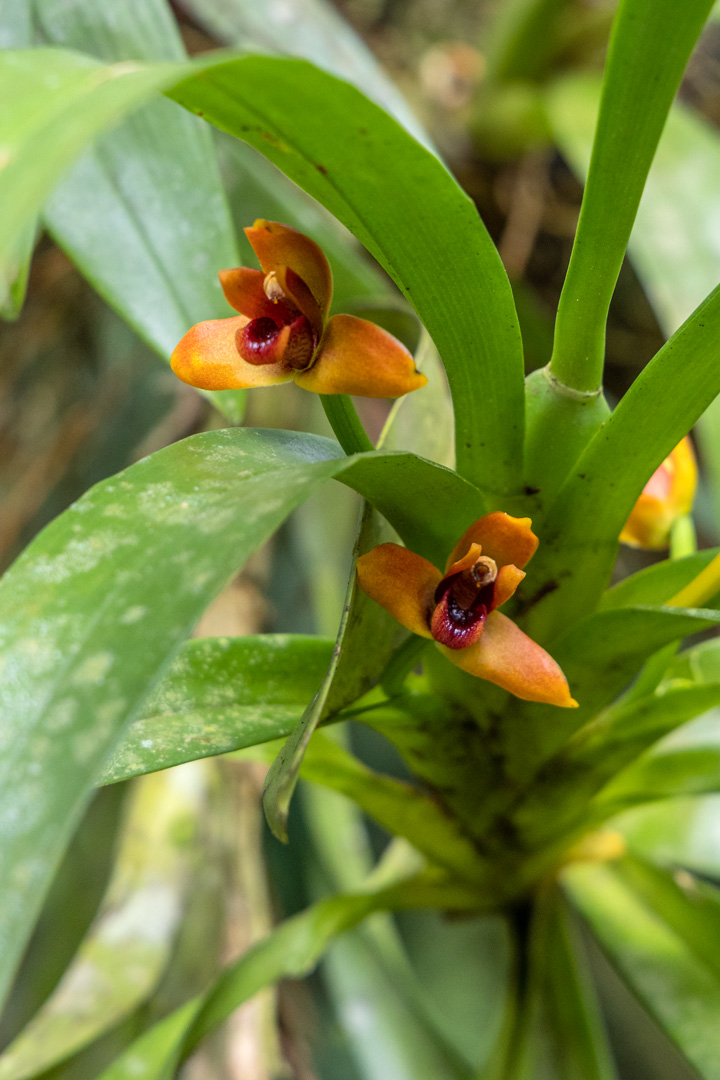 Maxillaria elatior