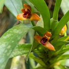 Maxillaria elatior