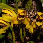 Maxillaria virabillis