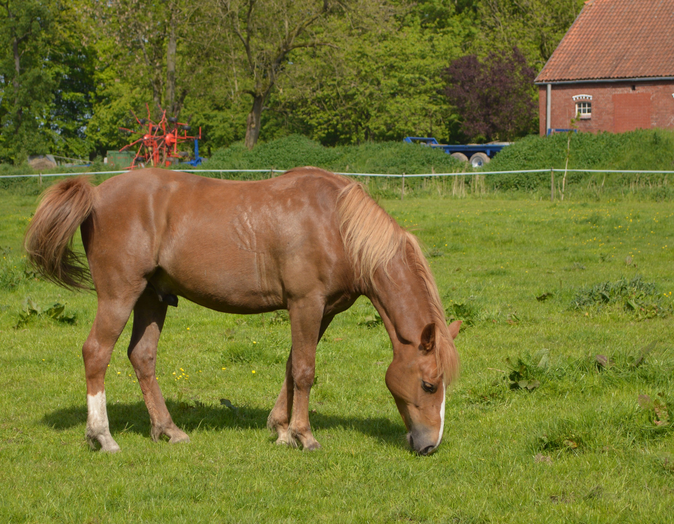 Maxim in voller Pracht