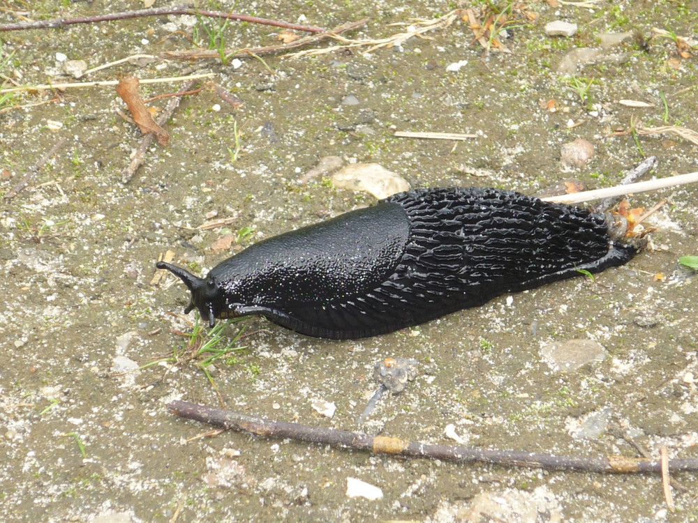 Maximalpigmentierte Schnecke auf dem Weg zum FKK-Strand