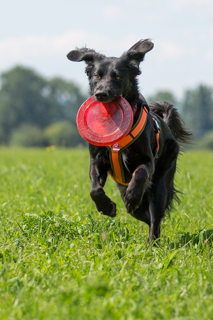 Maxx bringt Frisbee :)