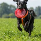 Maxx bringt Frisbee :)