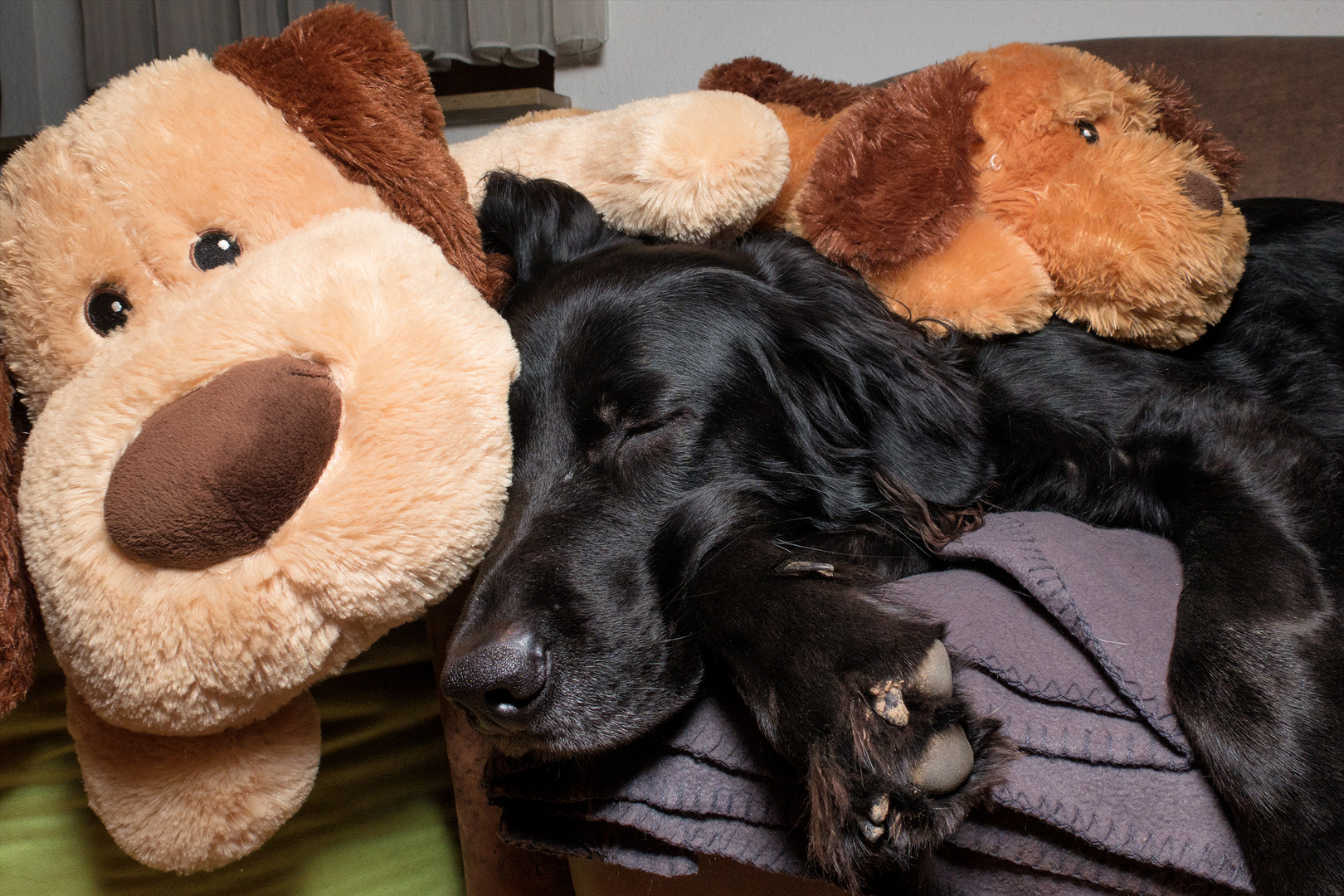 Maxx und seine Hunde