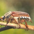 may Beetle
