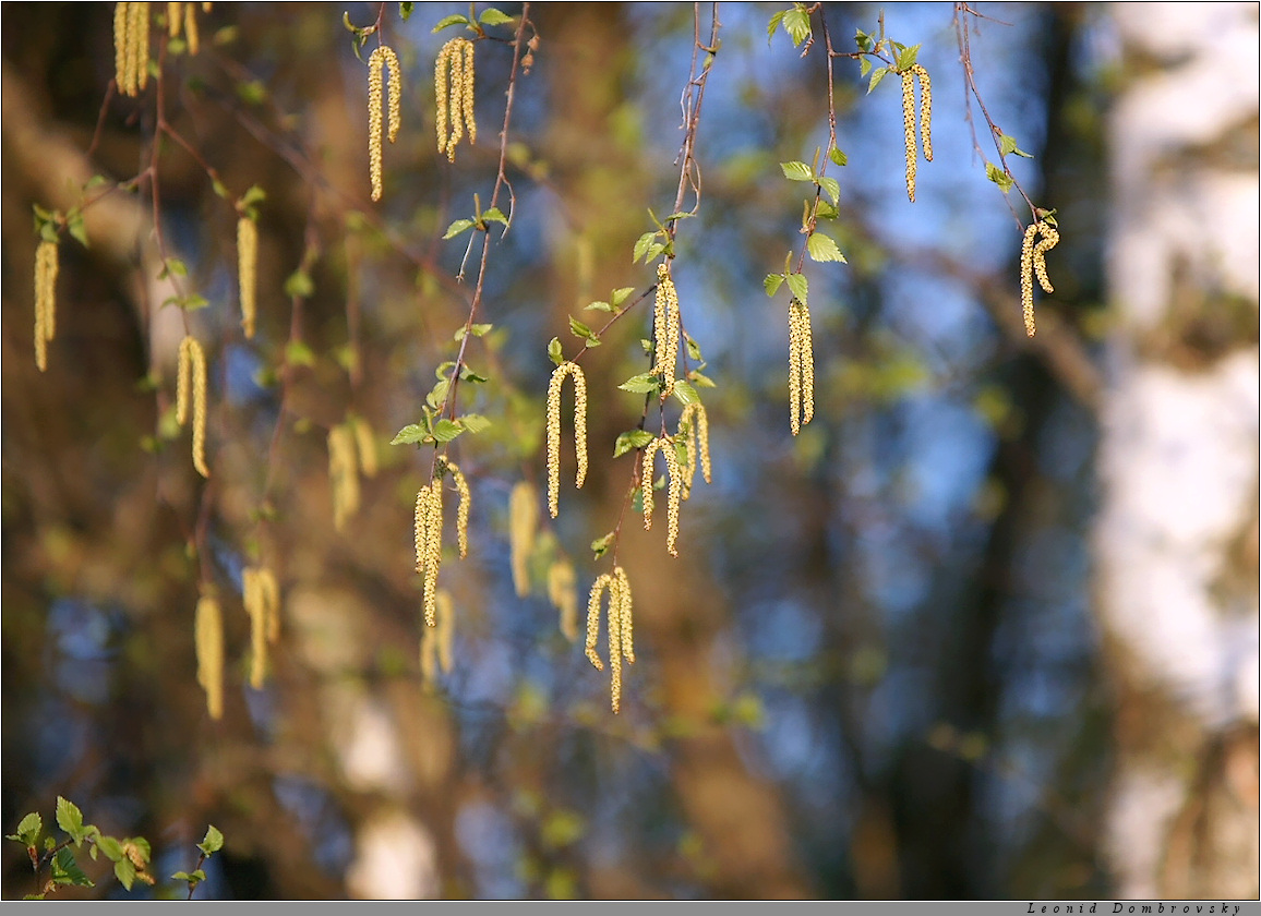 May birch