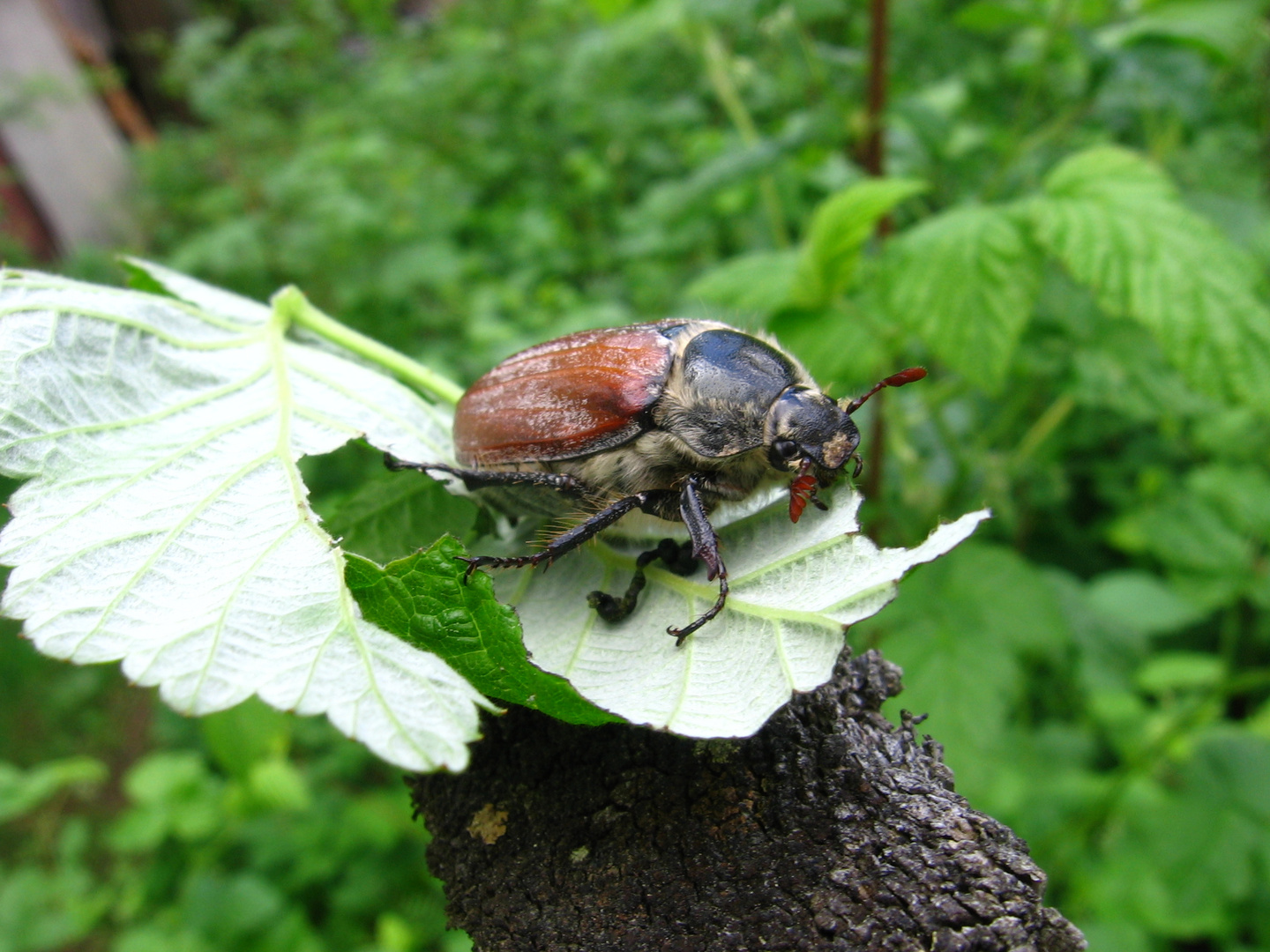 May bug (Maikäfer)