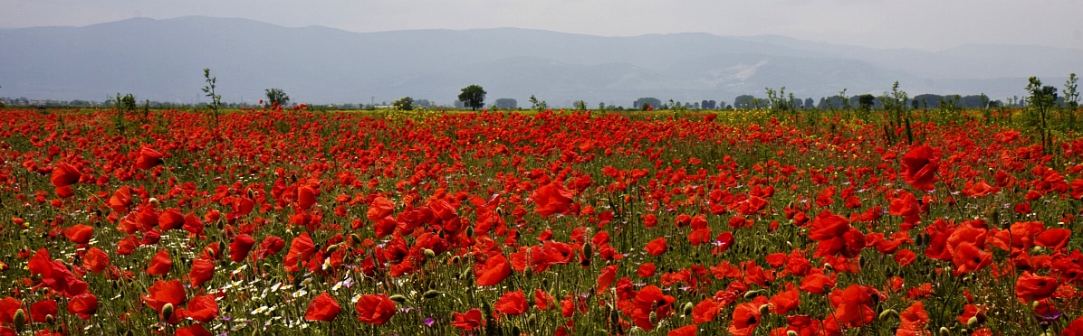 May Fields