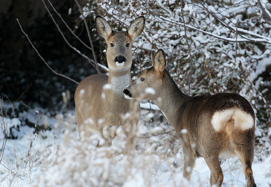 May und June