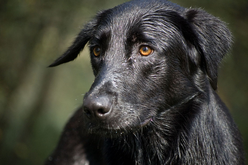 Maya aus dem Fluss