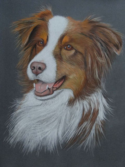 Maya, Australian Shepherd