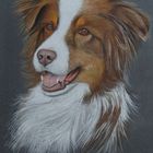 Maya, Australian Shepherd