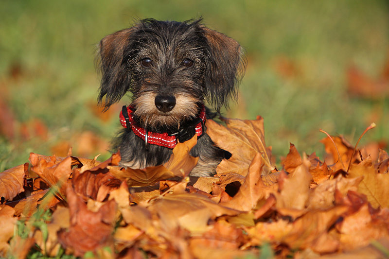 Maya - Dackelchen im Herbst