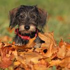 Maya - Dackelchen im Herbst