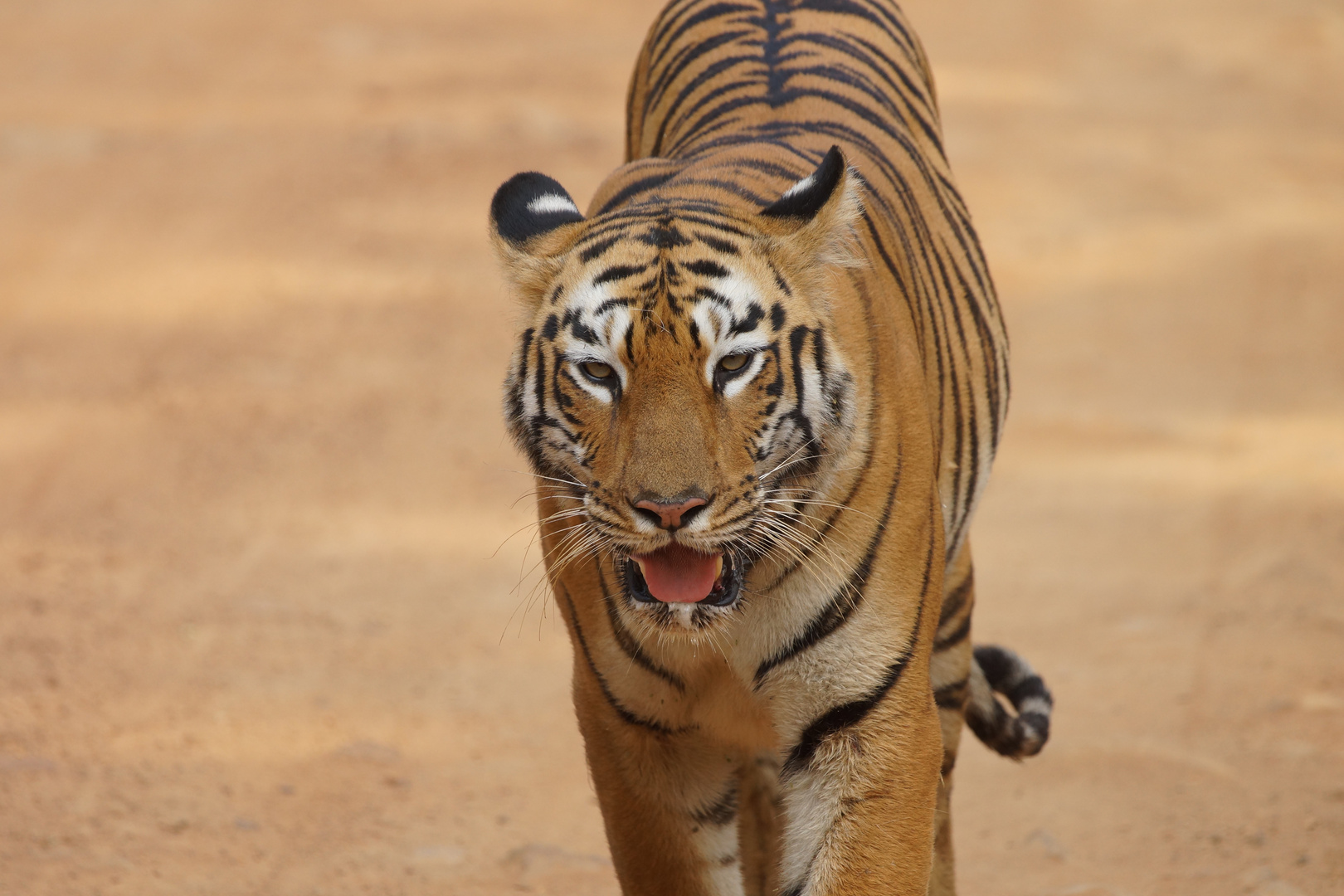 Maya die Tigerdame auf Morgenspaziergang