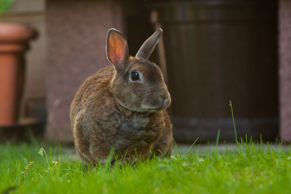 Maya im Garten